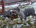 Собаки в Москве: Голубой мерле  Мальчик, Бесплатно - фото 3