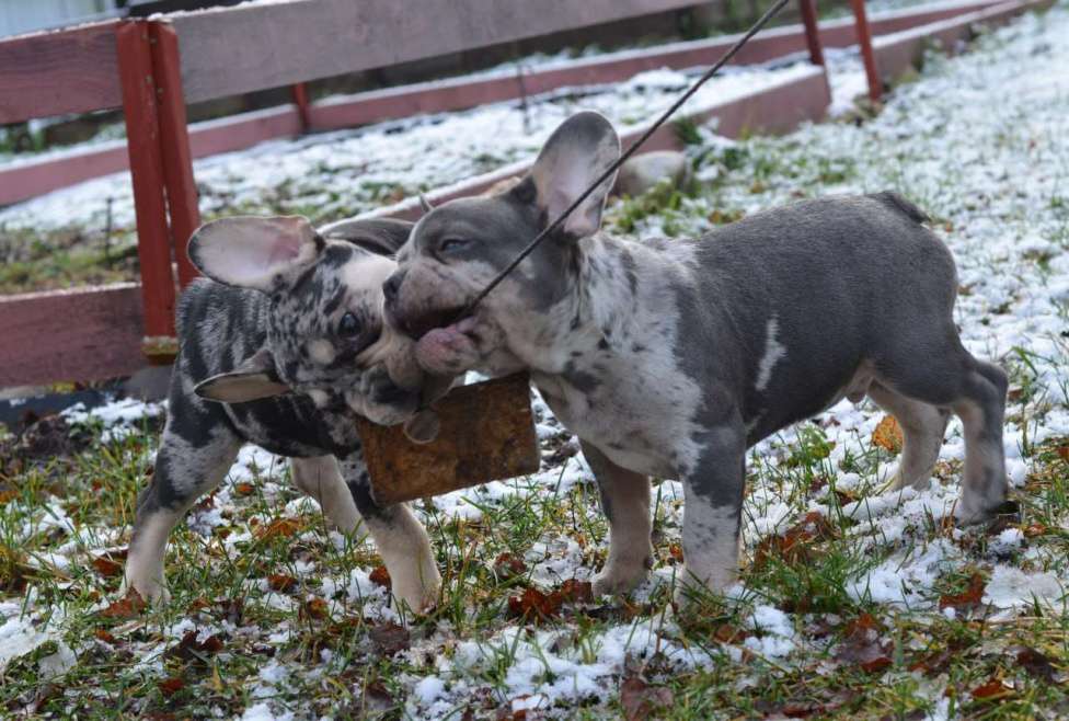 Собаки в Москве: Голубой мерле  Мальчик, Бесплатно - фото 3