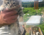 Кошки в Верее: Продаю котят за 1рубль Девочка, 1 000 руб. - фото 2
