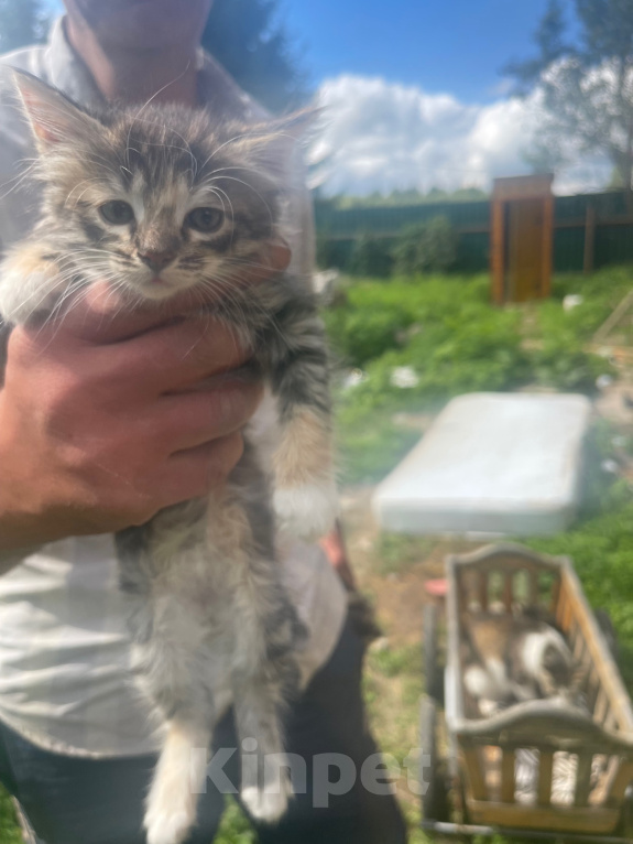 Кошки в Верее: Продаю котят за 1рубль Девочка, 1 000 руб. - фото 2