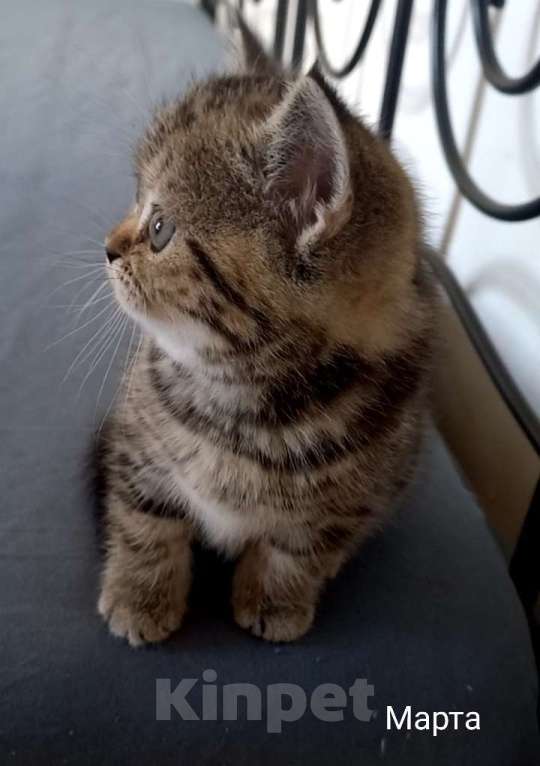 Кошки в Москве: Шотландский котёнок Девочка, 15 000 руб. - фото 2
