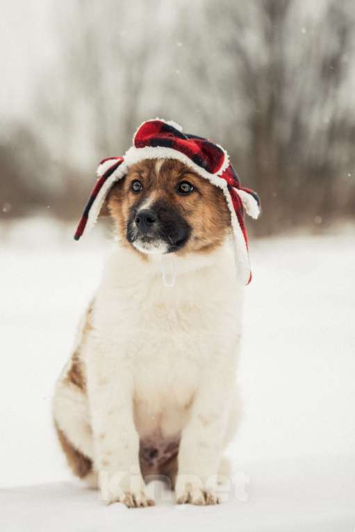 Собаки в других городах Московской области: Щенок в добрые руки Мальчик, Бесплатно - фото 8