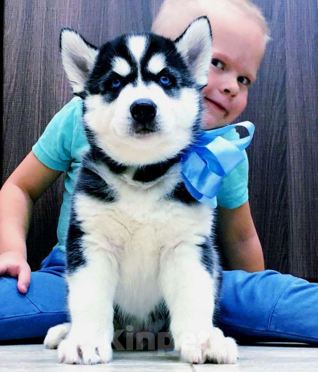 Собаки в Домодедово: Хаски Щенки Разных окрасов Разнополые, Бесплатно - фото 1