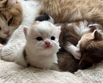 Кошки в Новосибирске: Котенок Девочка, Бесплатно - фото 2