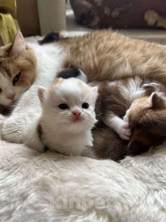 Кошки в Новосибирске: Котенок Девочка, Бесплатно - фото 2