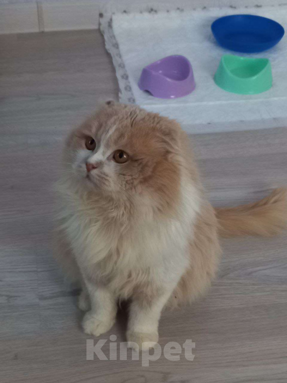 Кошки в Москве: В ожидании рождественского чуда ласковый мальчишка Басик Мальчик, Бесплатно - фото 6