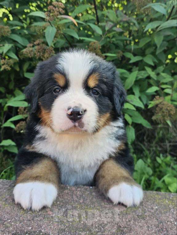 Собаки в других городах Московской области: Питомник "Зенненхунд России" предлагает щенков Мальчик, 180 000 руб. - фото 5