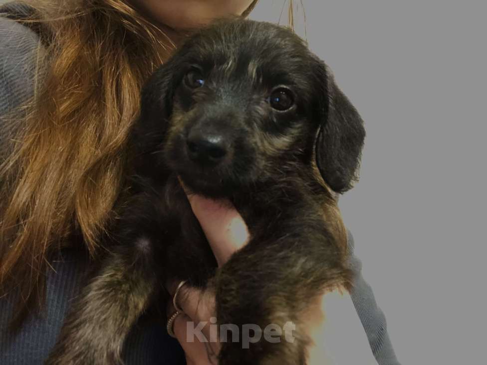 Собаки в Кирове: Продаю таксу щенка Девочка, 5 000 руб. - фото 3