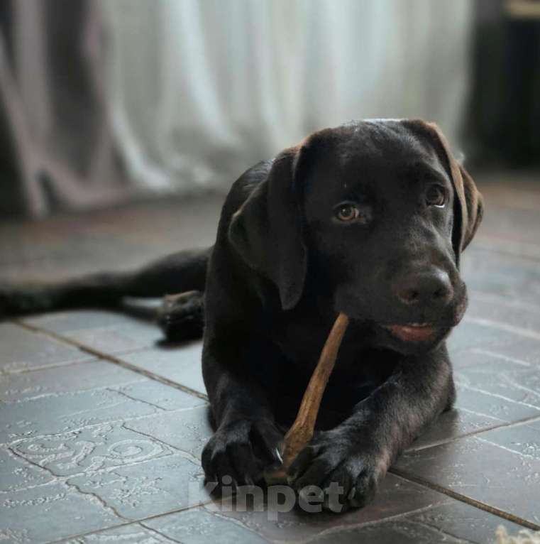 Собаки в Москве: Продам лучшего мальчика из помёта Мальчик, 60 000 руб. - фото 3