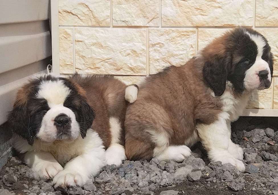 Собаки в Екатеринбурге: Сенбернары Фаворит Гиант Девочка, 80 000 руб. - фото 2