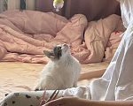 Кошки в Севастополе: Маленькая Депа ищет дом Девочка, Бесплатно - фото 5