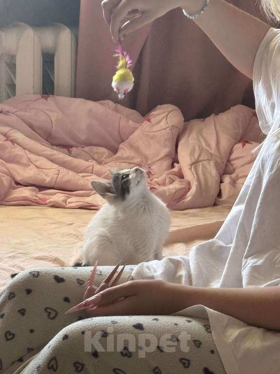 Кошки в Севастополе: Маленькая Депа ищет дом Девочка, Бесплатно - фото 5