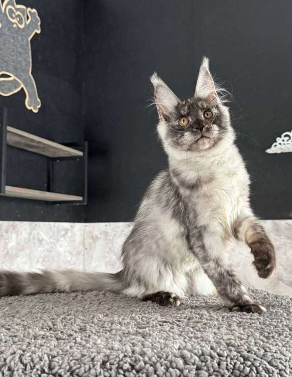 Кошки в Санкт-Петербурге: Natti девочка мейн кун Девочка, 50 000 руб. - фото 3