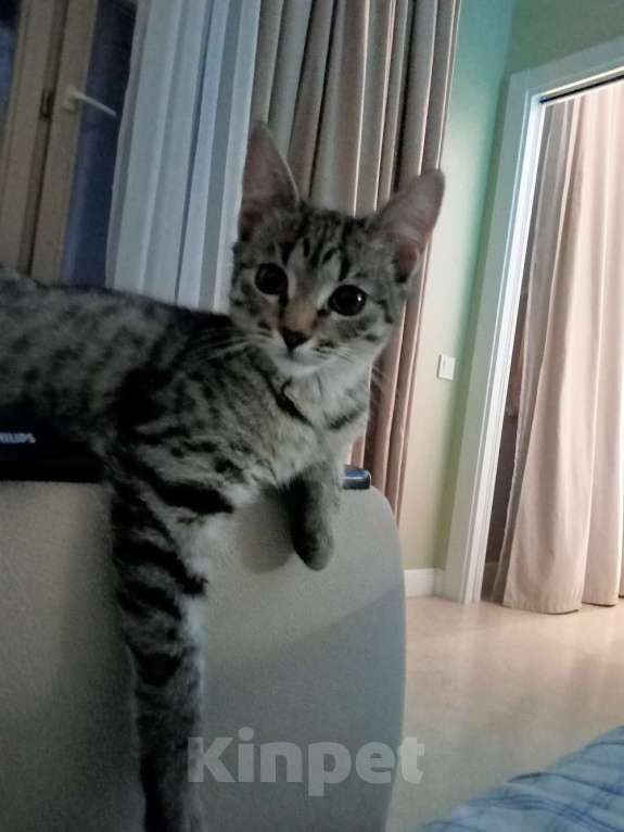 Кошки в Москве: Котенок Сима ищет дом и самых лучших хозяев Девочка, Бесплатно - фото 6