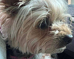 Собаки в Москве: Найдена собака в Новой Риге (ТЦ Твой Дом) Девочка, Бесплатно - фото 2