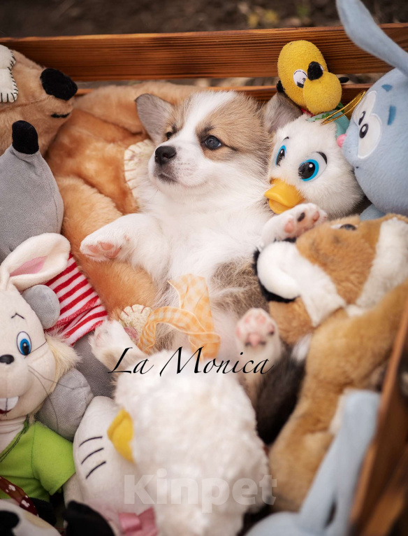 Собаки в Краснодаре: Щенки вельш корги пемброк Девочка, 100 000 руб. - фото 3