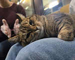 Кошки в Москве: Спокойная кошечка в добрые руки Девочка, Бесплатно - фото 3