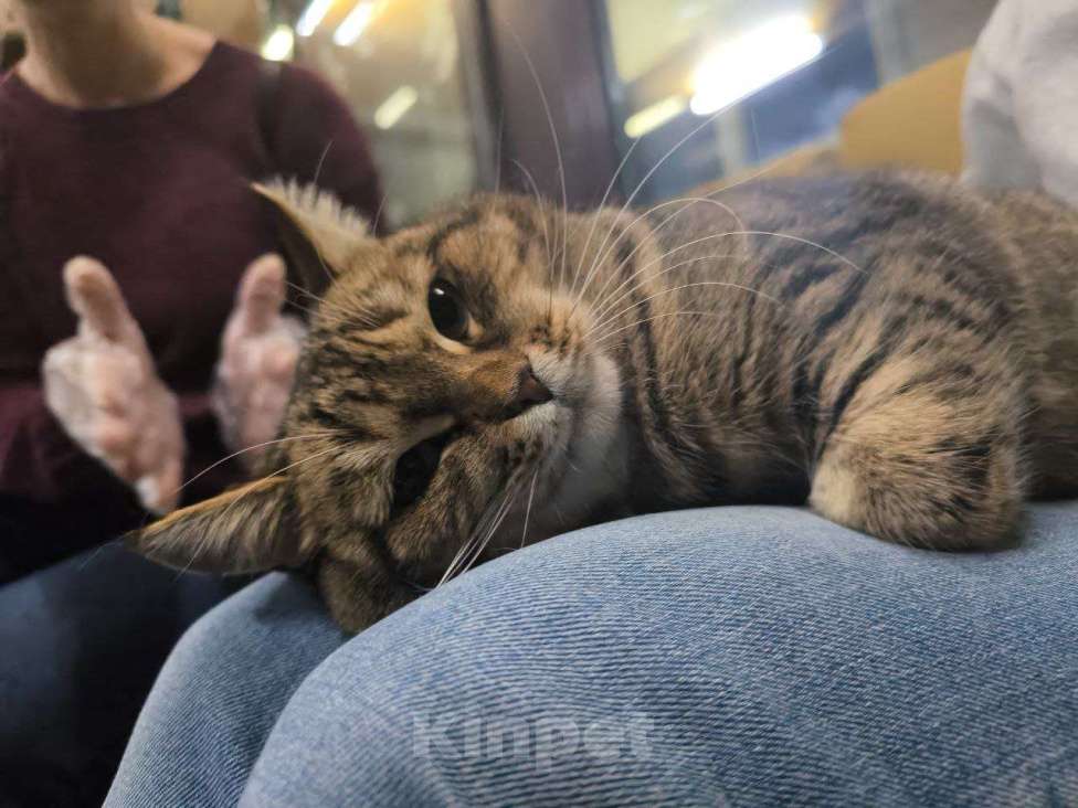 Кошки в Москве: Спокойная кошечка в добрые руки Девочка, Бесплатно - фото 3