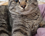 Кошки в Люберцах: котик Мальчик, Бесплатно - фото 2
