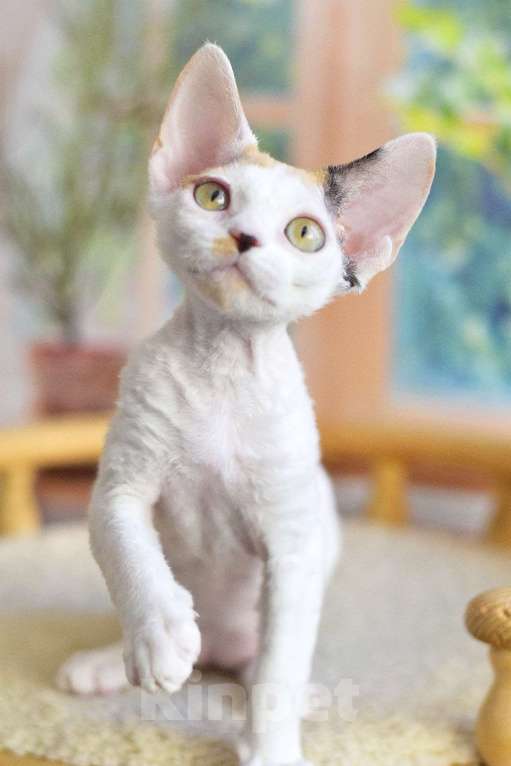 Кошки в Балашихе: Девочка Девон рекс черепашка  Девочка, 80 000 руб. - фото 2