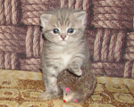 Кошки в Санкт-Петербурге: для бронирования кошечка Девочка, 25 000 руб. - фото 1
