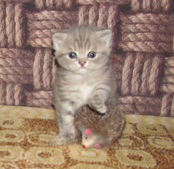 для раннего бронирования кошечка