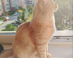 Кошки в Новосибирске: Умный котёнок в добрые руки Мальчик, Бесплатно - фото 2