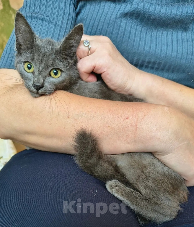 Кошки в Москве: Голубой котенок в дар Девочка, Бесплатно - фото 4