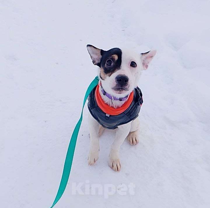 Собаки в Санкт-Петербурге: Маленькая красивая собачка Девочка, Бесплатно - фото 7
