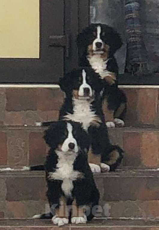 Собаки в Омске: Щенок Бернского зененхунда Девочка, 40 000 руб. - фото 2