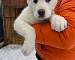 Собаки в Самаре: Белая девочка Мальчик, 30 000 руб. - фото 6