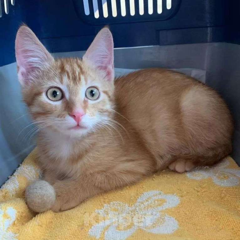 Кошки в Москве: Котёнок Огонёк Мальчик, Бесплатно - фото 4