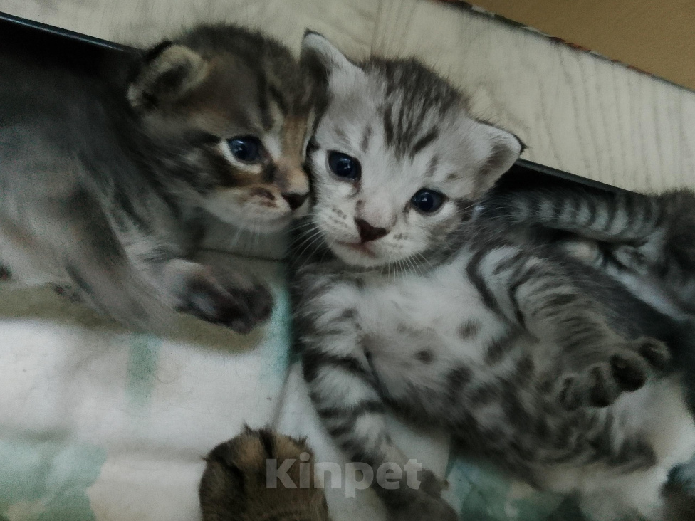 Кошки в Саратове: Отдам даром Девочка, Бесплатно - фото 1