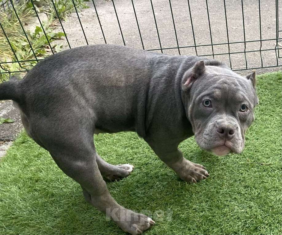 Собаки в Москве: девочка американского булли Девочка, Бесплатно - фото 4