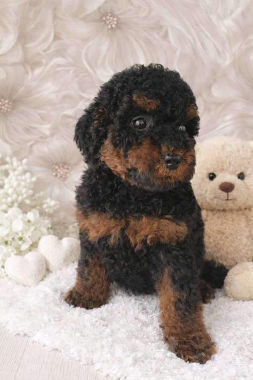 Собаки в Туле: Щенки пуделя Разнополые, 45 000 руб. - фото 3