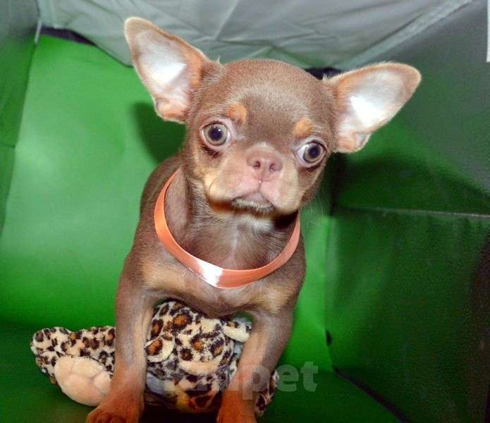 Собаки в Санкт-Петербурге: Девочка лилово подпалая, яркая красавица. Девочка, 65 000 руб. - фото 1