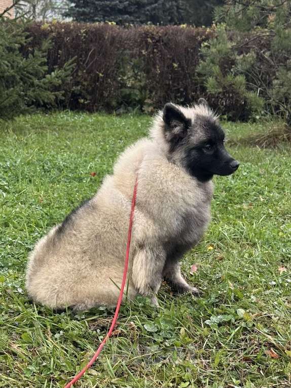 Собаки в Москве: Тайга Из Воронцовского Дворца  Девочка, 80 000 руб. - фото 7