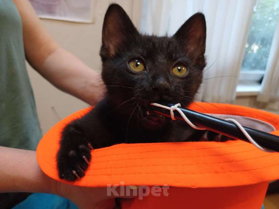 Кошки в Санкт-Петербурге: Черный игривый котёнок ищет дом Девочка, Бесплатно - фото 6