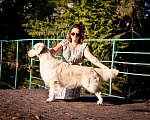 Собаки в Самаре: Вязка золотистый ретривер, 20 000 руб. - фото 2