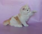 Кошки в Самаре: кот Нельсон, 10 000 руб. - фото 3