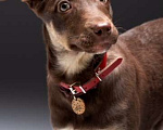 Собаки в Москве: Метис шоколадного лабрадора щенок Айза в дар Девочка, Бесплатно - фото 2