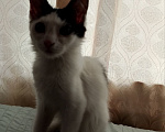 Кошки в Каменске-Шахтинском: 🐾 Пятеро весенних мальчиков ищут хозяев! Мальчик, Бесплатно - фото 5