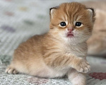 Кошки в Люберцах: Шотландские Мальчик, 25 000 руб. - фото 1