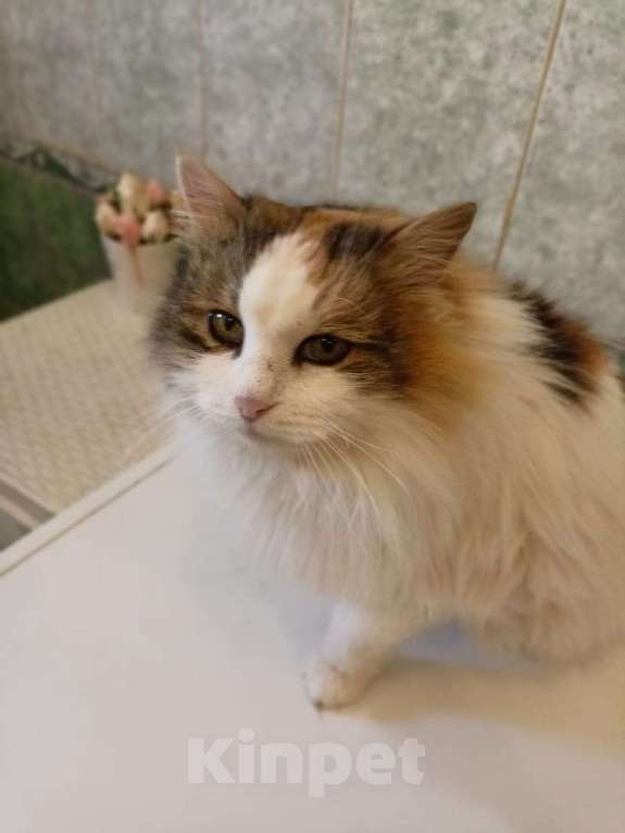 Кошки в Калуге: Кошка Девочка, Бесплатно - фото 2