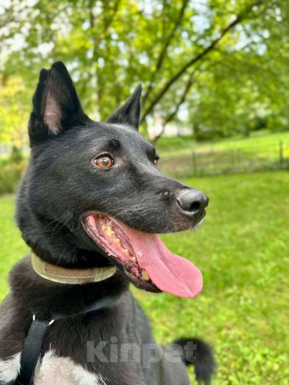 Собаки в Москве: Угрозами сдали в приют. Собака Князь в добрые руки Мальчик, Бесплатно - фото 2