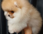 Собаки в Екатеринбурге: Померанский шпиц  Мальчик, 1 руб. - фото 1