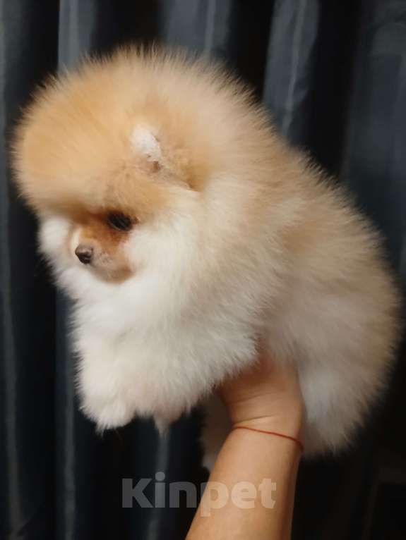 Собаки в Екатеринбурге: Померанский шпиц  Мальчик, 1 руб. - фото 1