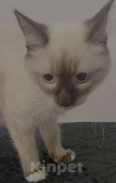 Кошки в Москве: Котенок Рэгдолл Мальчик, 20 000 руб. - фото 2