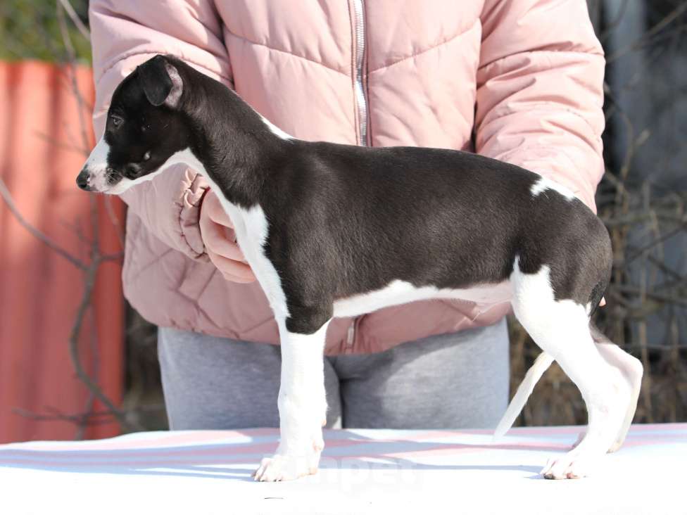 Собаки в Москве: Щенки уиппета Разнополые, Бесплатно - фото 4