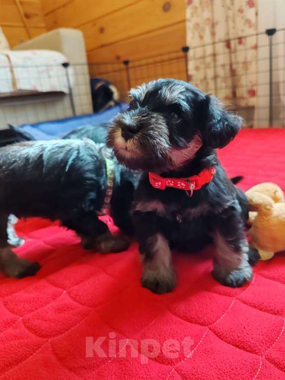 Собаки в Москве: Щенки цвергшнауца окраса черный с серебром. Разнополые, Бесплатно - фото 1